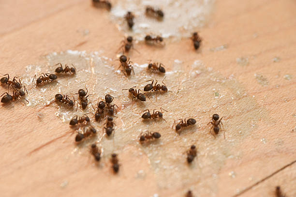 Best Termite Control Services  in Conning Towers Nautilus Park, CT