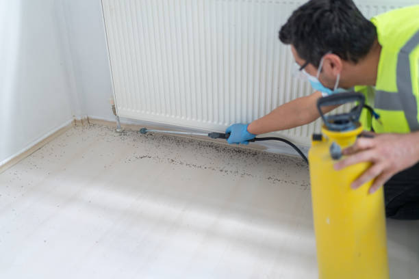 Best Flea Control Services  in Conning Towers Nautilus Park, CT